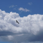 bird flying in front of a white cloud